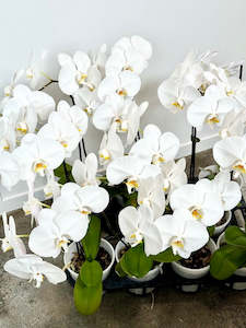 Plants: Moth Orchid Plant