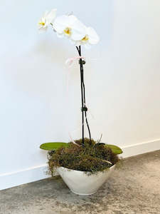 Orchid Plant in Nova Bowl
