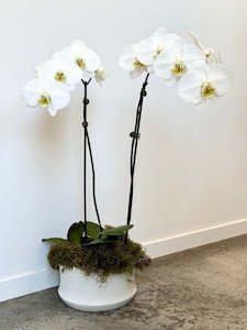 Plants: Double Stem Orchid in Pavona Bowl