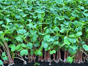 Leafy Greens: Radish microgreens 65gm