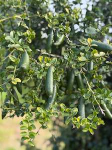 Citrus: Finger lime 100gm