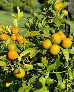 Citrus: Lime - Rangpur (500gm)