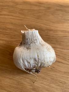 Garlic - Elephant - fresh harvest now available! (200gm+ bulbs)