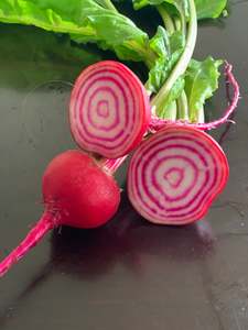 Root Vegetables: Beetroot Chioggia