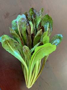 Leafy Greens: Radicchio Tardivo