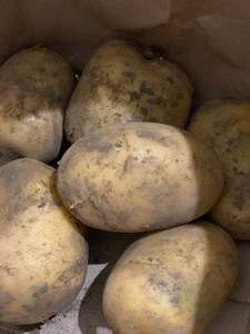 Potato - Jersey Benne 650gm - freshly harvested!