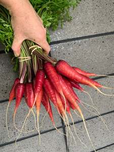 Root Vegetables: Carrots - "Purple Dragon" bunch