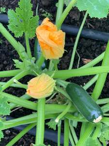 Other: Zucchini - 3x Green