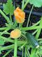 Zucchini - 3x Green
