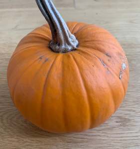 Other: Pumpkin - baby bear