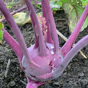Other: Kohlrabi (each)