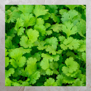 Coriander (80g)