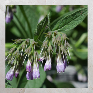 Add Ons: Seedlings | Russian Comfrey