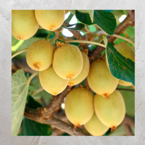 Add Ons: Kiwifruit Gold Large 450g (Ceres)