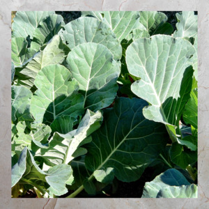 Add Ons: Collard Greens (Bunch)