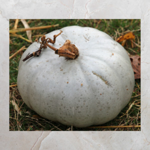Add Ons: Pumpkin Crown | Whole | Ceres