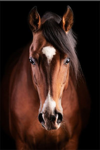 Products: Frontal portrait of a brown horse Smart Art Design