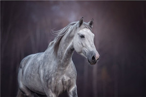 White horse Smart Art Design