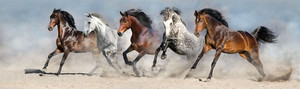 Products: Wild horses Smart Art Design