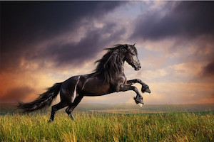 Products: Black Friesian horse gallop Smart Art Design