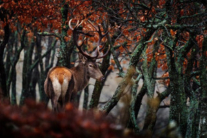Products: Red deer Smart Art Design