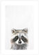 Baby Raccoon