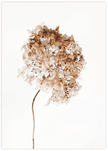 Contemporary Art: Dried Hydrangea