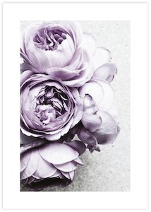 Photography Art: Purple Peonies