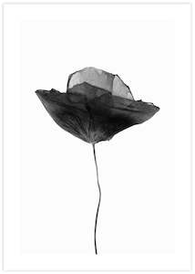 Photography Art: Black Poppy