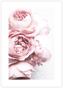 Photography Art: Peonies