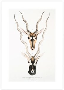 Indian Antelopes