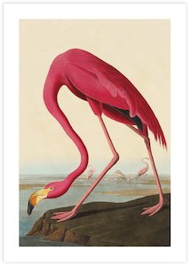 American Flamingo