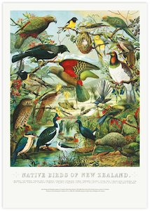 Native Birds of New Zealand