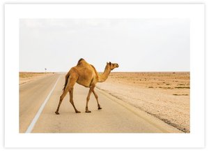 Desert Camel