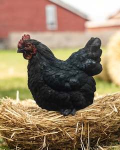 Animals: Black Sitting Chicken