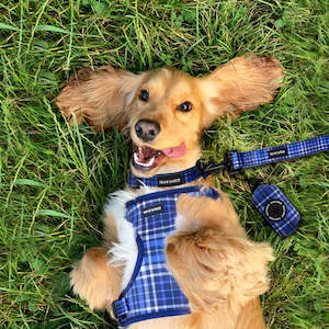 Sale: Blue Plaid Harness
