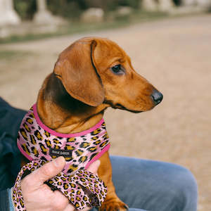 Sale: Leopard Harness