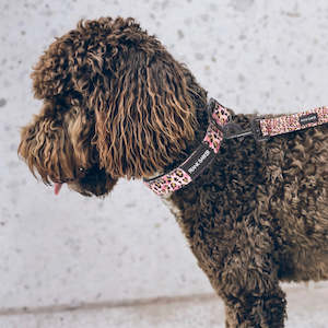 Sale: Leopard Collar