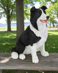 Sitting Border Collie
