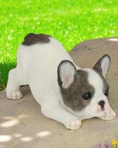 Cute French Bulldog Puppy