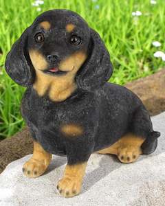 Dachshund