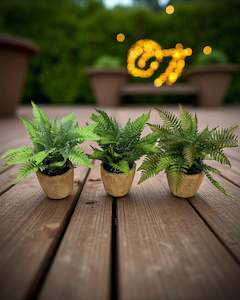 28cm Fern in Terracotta Pot