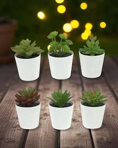10cm Succulent in White Pot