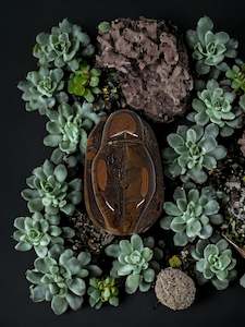 Tigers Eye Vee Jayjay