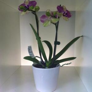 Christmas Gift Ideas: Mini Phalaenopsis Orchid - Moth Orchid