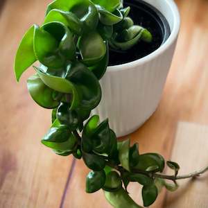 Gifts Under 50: Hoya Hindu Rope