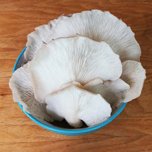 Auckland South: Mushroomate - Hunua