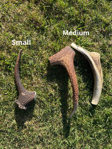 2 Mediums and 1 Small Premium Antler Chew Southern Buddy