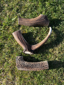 Products: 3 x large Premium Antler Chew Southern Buddy
