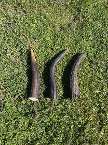 3x Premium Extra Small Antler Chew Southern Buddy